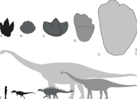 Dinosaur Footprints Found in Poland